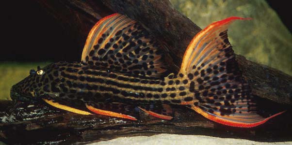 Pseudacanthicus sp. L025