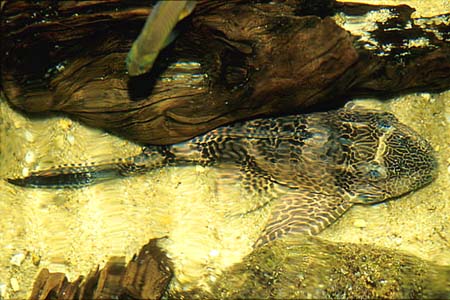 Pterygoplichthys pardalis L021, L023