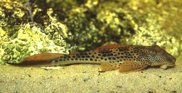 Squaliforma cf. emarginata L011,