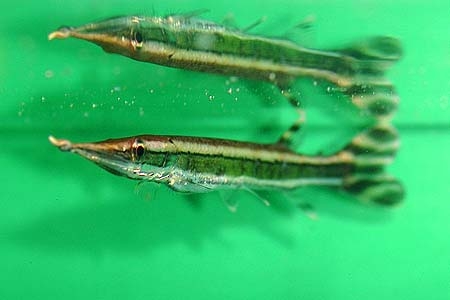 Boulengerella lateristriga