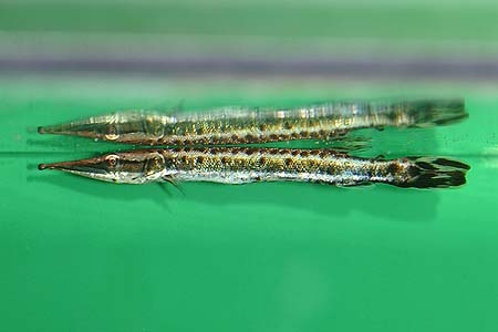 Boulengerella maculata