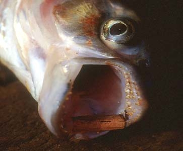 Brycon guatemalensis