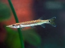 Ctenolucius hujeta hujeta