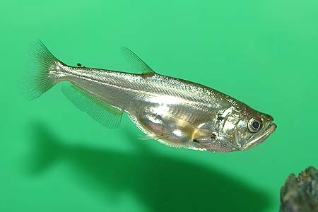 Hydrolycus scomberoides