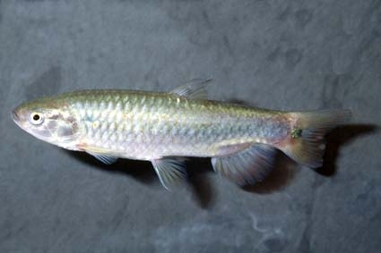 Lebiasina bimaculata