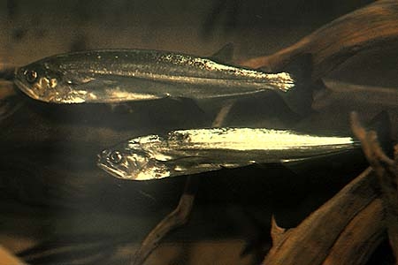 Rhaphiodon vulpinus