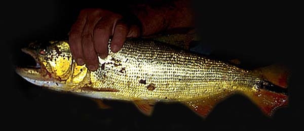 Salminus brasiliensis