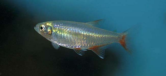 Aphyocharax anisitsi