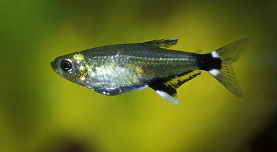 Aphyocharax paraguayensis