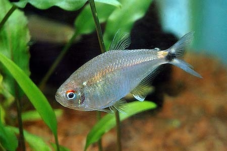 Astyanax bimaculatus