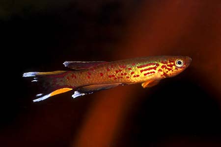 Aphyosemion australe