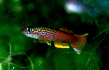 Aphyosemion striatum