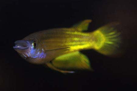 Aplocheilus lineatus