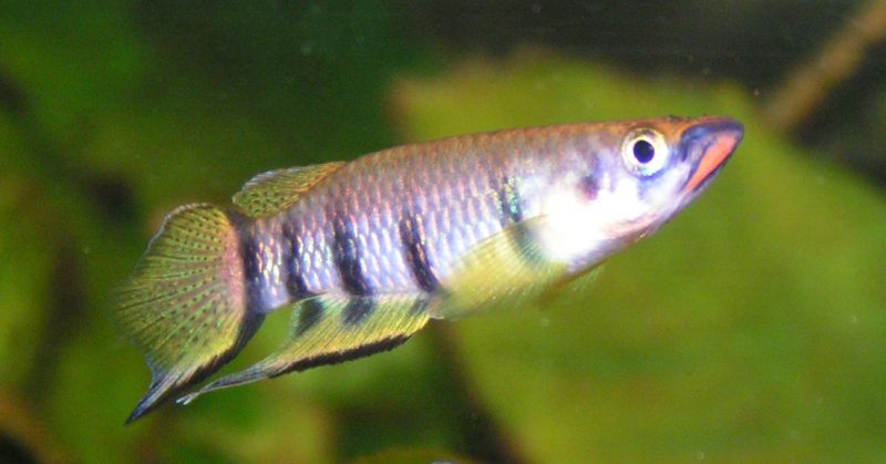 Epiplatys dageti