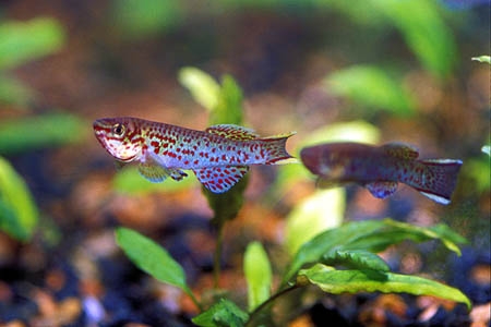 Fundulopanchax gardneri gardneri