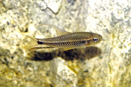 Crenuchus spilurus