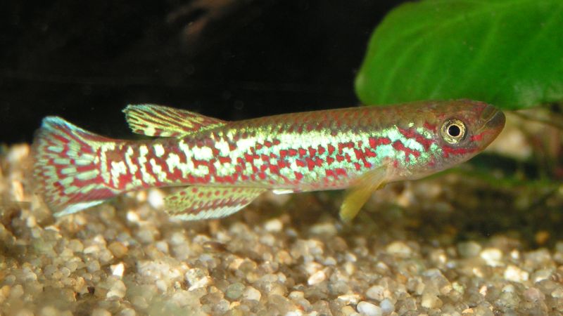 Fundulopanchax marmoratus