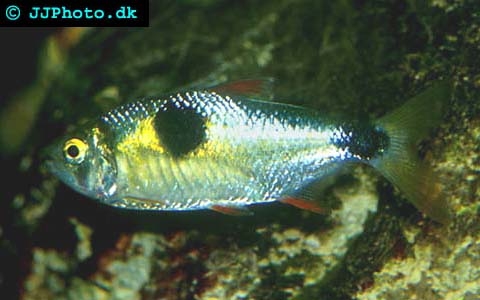 Exodon paradoxus