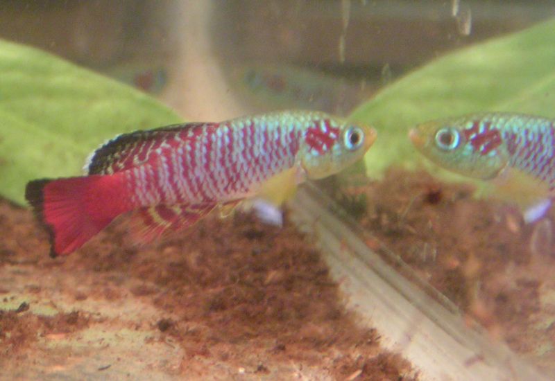 Nothobranchius guentheri