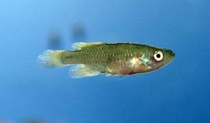 Nothobranchius rachovii