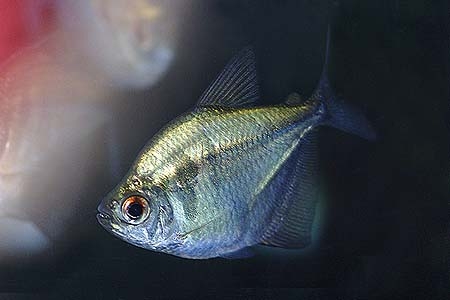 Gymnocorymbus thayeri