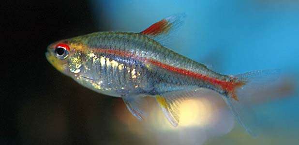 Hemigrammus erythrozonus