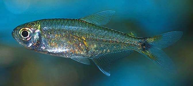 Hemigrammus hyanuary