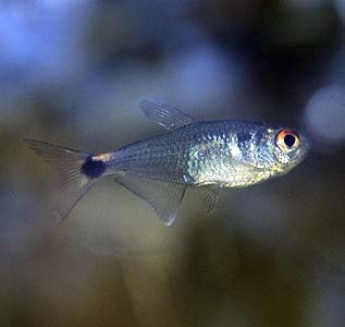 Hemigrammus ocellifer