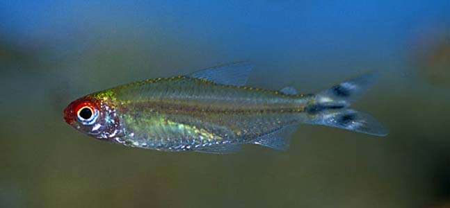 Hemigrammus rhodostomus