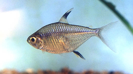 Hemigrammus unilineatus