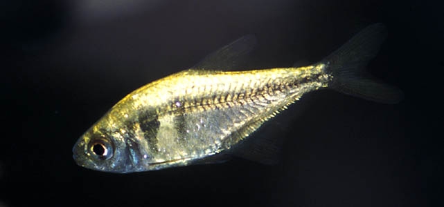 Hyphessobrycon  bifasciatus