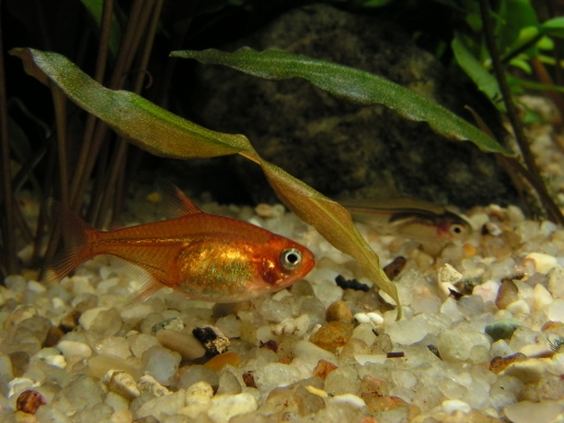 Hyphessobrycon amandae