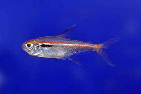 Hyphessobrycon amapaensis