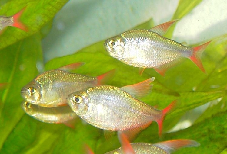 Hyphessobrycon columbianus