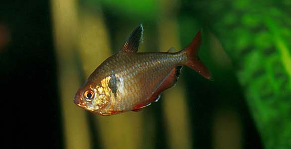 Hyphessobrycon eques