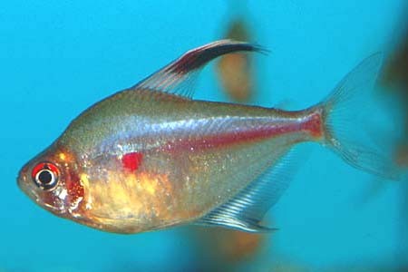 Hyphessobrycon erythrostigma