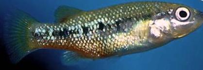 Characodon lateralis