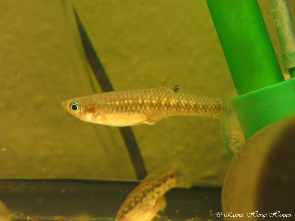 Girardinus metallicus