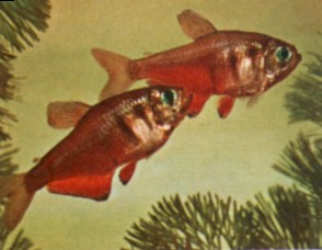 Hyphessobrycon flammeus