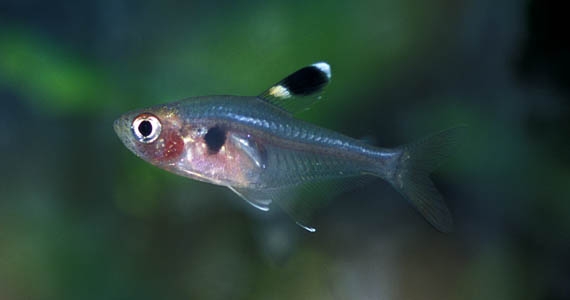 Hyphessobrycon griemi