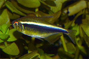 Hyphessobrycon herbertaxelrodi