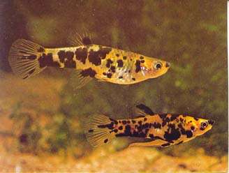 Phalloceros caudimaculatus reticulatus