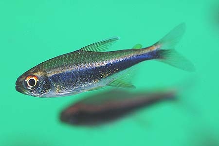 Hyphessobrycon peruvianus