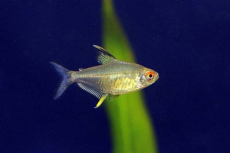 Hyphessobrycon pulchripinnis