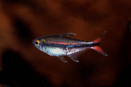 Hyphessobrycon stegemanni
