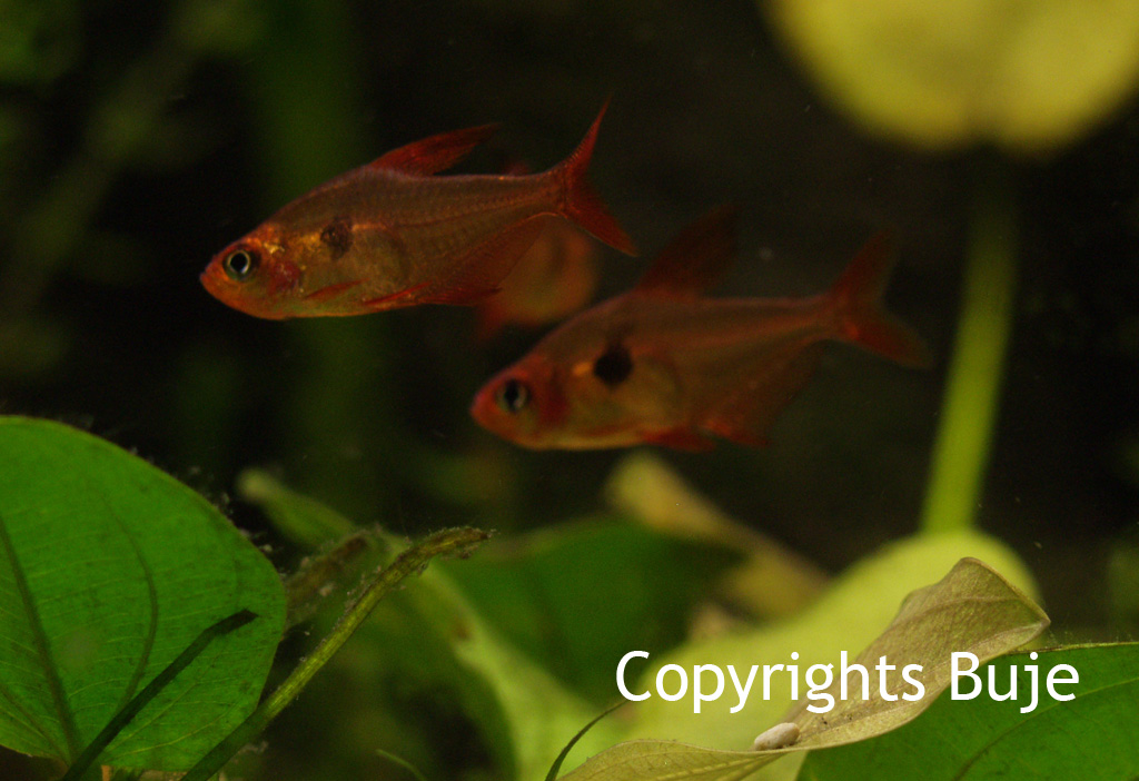Hyphessobrycon sweglesi