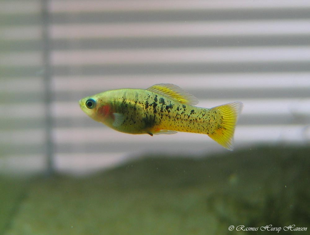 Xiphophorus evelynae