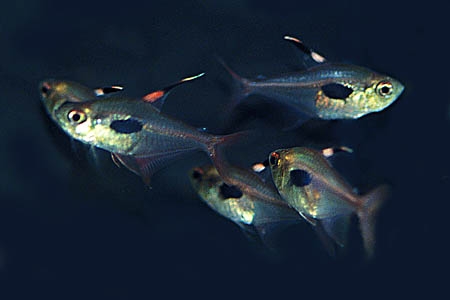 Hyphessobrycon werneri