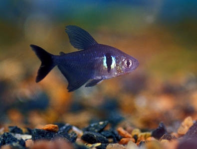 Hyphessobrycon megalopterus