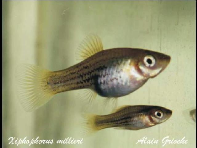 Xiphophorus milleri